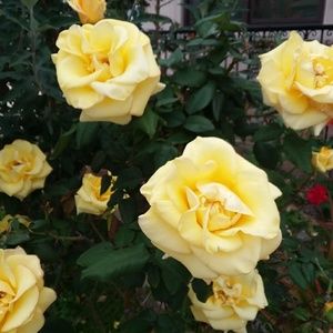 Meet your Posher, Shereen